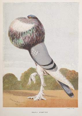Bild Nr.1: 143-1918 Fulton,R.: (Zoologie, Vögel, Tauben)