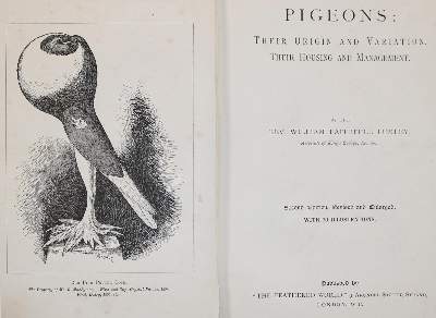Bild Nr.1: 143-1920 Lumley,W.F.: (Zoologie, Vögel, Tauben)