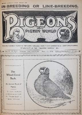 Bild Nr.2: 143-1921 Pigeons and pigeon world.: (Zoologie, Vögel, Tauben)