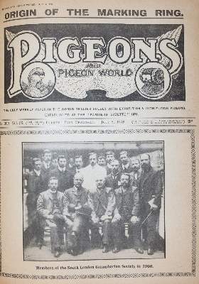 Bild Nr.3: 143-1921 Pigeons and pigeon world.: (Zoologie, Vögel, Tauben)