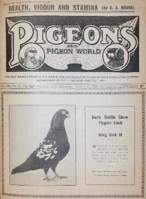 Bild Nr.4: 143-1921 Pigeons and pigeon world.: (Zoologie, Vögel, Tauben)