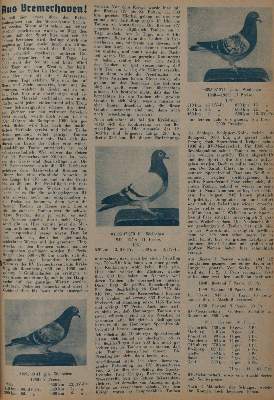 Bild Nr.3: 143-1922 Reisetaube, Die.: (Zoologie, Vögel, Tauben)