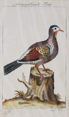 Bild Nr.2: 143-1923 Russische Tümmler.: (Zoologie, Vögel, Tauben)