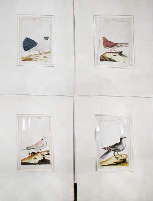 Bild Nr.3: 143-1923 Russische Tümmler.: (Zoologie, Vögel, Tauben)
