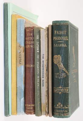 Bild Nr.2: 143-1924 Sammlung: (Zoologie, Vögel, Tauben)