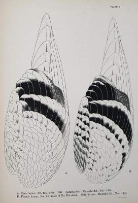 Bild Nr.1: 143-1928 Whithman,Ch.O.: (Zoologie, Vögel, Tauben)