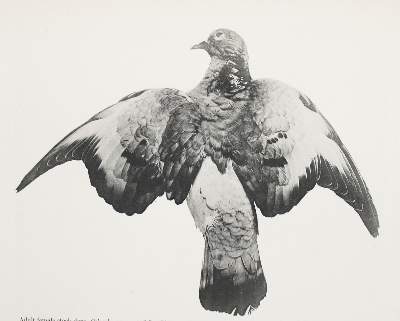 Bild Nr.2: 143-1928 Whithman,Ch.O.: (Zoologie, Vögel, Tauben)