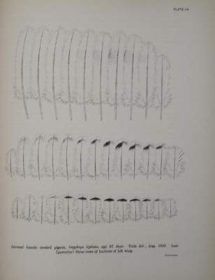 Bild Nr.3: 143-1928 Whithman,Ch.O.: (Zoologie, Vögel, Tauben)
