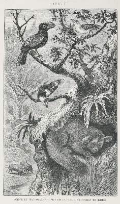 Bild Nr.1: 143-1930 Wallace,A.R.: (Zoologie)