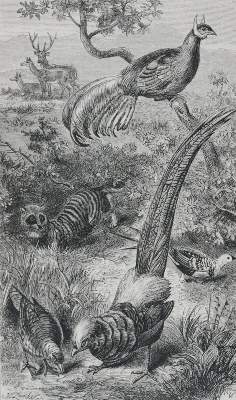 Bild Nr.1: 143-1931 Wallace,A.R.: (Zoologie)