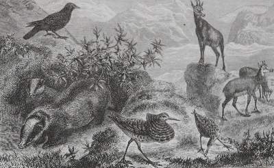 Bild Nr.2: 143-1931 Wallace,A.R.: (Zoologie)