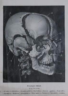 Bild Nr.1: 143-1937 Kahn,F.: (Verschiedene Gebiete - Varia, Anthropologie)