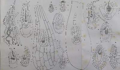 Bild Nr.1: 143-1946 Atti della Riunione: (Verschiedene Gebiete - Varia)