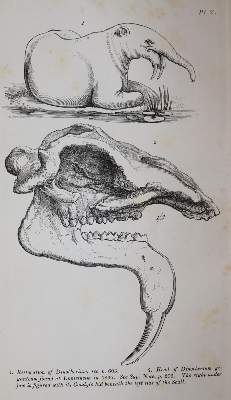 Bild Nr.2: 143-1982 Buckland,W.: (Verschiedene Gebiete - Varia, Geologie - Mineralogie u. Paläontologie)