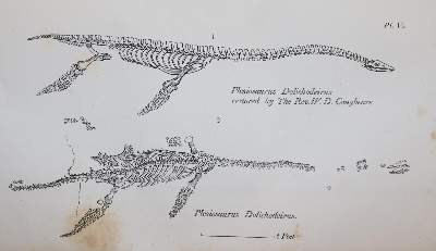 Bild Nr.3: 143-1982 Buckland,W.: (Verschiedene Gebiete - Varia, Geologie - Mineralogie u. Paläontologie)