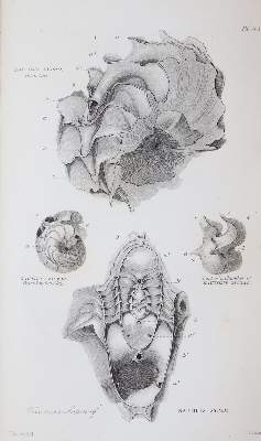 Bild Nr.4: 143-1982 Buckland,W.: (Verschiedene Gebiete - Varia, Geologie - Mineralogie u. Paläontologie)