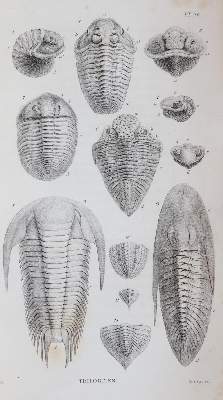 Bild Nr.5: 143-1982 Buckland,W.: (Verschiedene Gebiete - Varia, Geologie - Mineralogie u. Paläontologie)