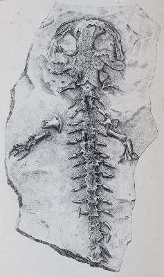 Bild Nr.5: 143-1991 Leonhard,K.C.v.: (Verschiedene Gebiete - Varia, Geologie - Mineralogie u. Paläontologie)