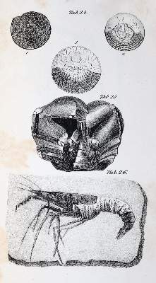 Bild Nr.5: 143-1993 Mantell,G.: (Verschiedene Gebiete - Varia, Geologie - Mineralogie u. Paläontologie)