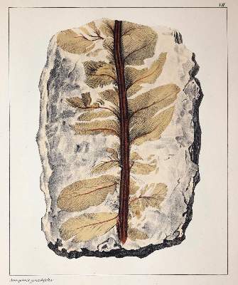 Bild Nr.3: 143-2002 Schmidt,F.A.: (Verschiedene Gebiete - Varia, Geologie - Mineralogie u. Paläontologie)