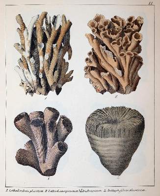 Bild Nr.5: 143-2002 Schmidt,F.A.: (Verschiedene Gebiete - Varia, Geologie - Mineralogie u. Paläontologie)