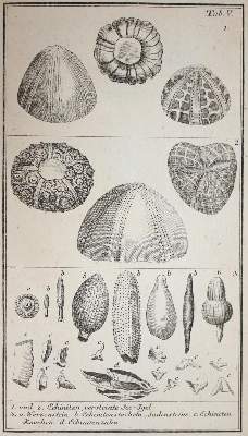 Bild Nr.5: 143-2005 Walch,J.E.I.: (Verschiedene Gebiete - Varia, Geologie - Mineralogie u. Paläontologie)