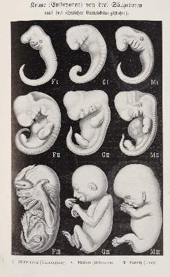 Bild Nr.4: 143-2008 Haeckel,E.: (Verschiedene Gebiete - Varia)