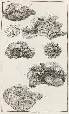 Bild Nr.20: 143-2021 Marsigli,L.F.: (Verschiedene Gebiete - Varia)