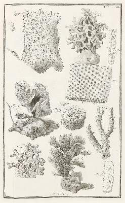 Bild Nr.21: 143-2021 Marsigli,L.F.: (Verschiedene Gebiete - Varia)
