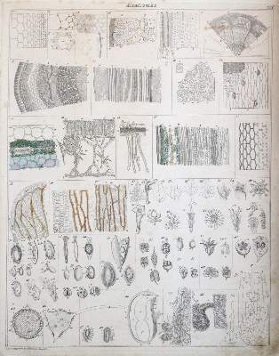 Bild Nr.4: 143-2036 Oken,L.: (Verschiedene Gebiete - Varia)