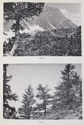 Bild Nr.5: 143-2377 Rikli,M.: (Schweiz)
