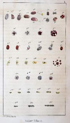 Bild Nr.4: 143-2393 Desor,E.: (Verschiedene Länder - Geschichte, Alpen und Alpinismus)