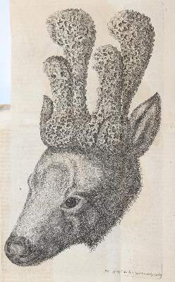 Bild Nr.1: 143-2450 Keyßler,Joh.G.: (Verschiedene Länder - Geschichte)