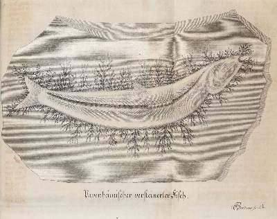 Bild Nr.4: 143-2450 Keyßler,Joh.G.: (Verschiedene Länder - Geschichte)