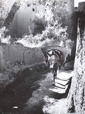 Bild Nr.1: 143-2960 Rouget, Bernard: (Photographie)