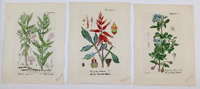 Bild Nr.1: 143-2997 Artus, Wilibald.: (Varia, Botanik)