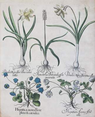 Bild Nr.1: 143-2999 Besler, Basilius: (Varia, Botanik)