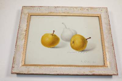 Bild Nr.12: 143-3001 Blaschek,Franz.: (Varia, Botanik)