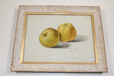 Bild Nr.26: 143-3001 Blaschek,Franz.: (Varia, Botanik)