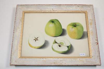 Bild Nr.27: 143-3001 Blaschek,Franz.: (Varia, Botanik)