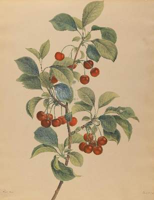 Bild Nr.1: 143-3006 Früchte.: (Varia, Botanik)