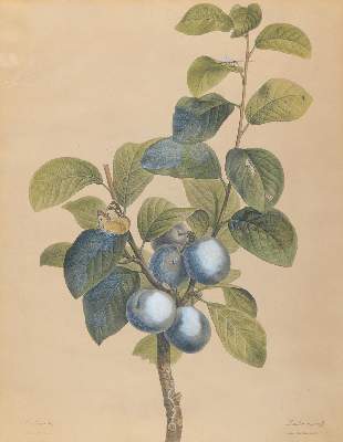 Bild Nr.2: 143-3006 Früchte.: (Varia, Botanik)