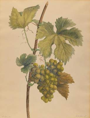 Bild Nr.3: 143-3006 Früchte.: (Varia, Botanik)