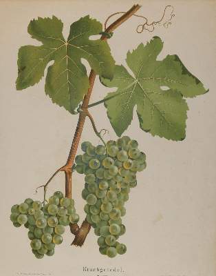Bild Nr.4: 143-3006 Früchte.: (Varia, Botanik)
