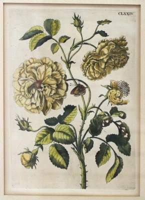Bild Nr.1: 143-3008 Merian, Maria Sibylla: (Varia, Botanik)