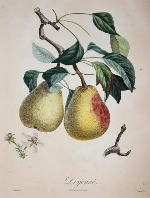 Bild Nr.1: 143-3010 Pomologie.: (Varia, Botanik)