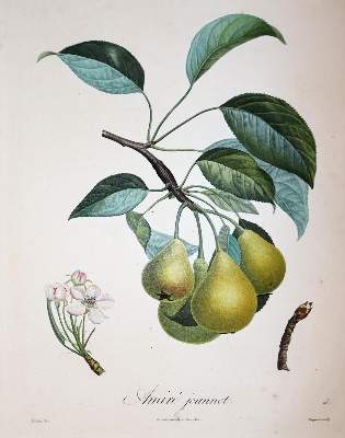 Bild Nr.2: 143-3010 Pomologie.: (Varia, Botanik)