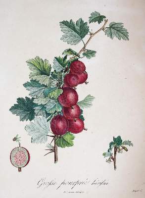 Bild Nr.4: 143-3010 Pomologie.: (Varia, Botanik)