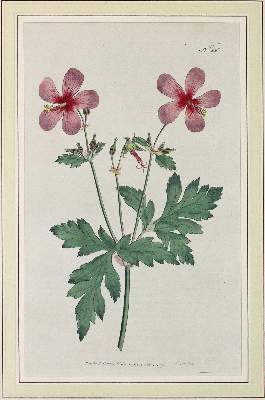 Bild Nr.2: 143-3042 Konvolut: (Varia)