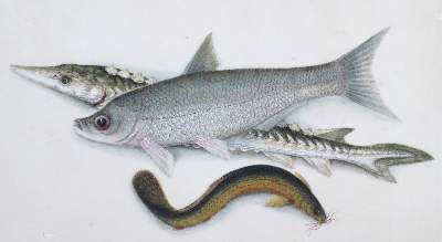 Bild Nr.1: 143-3105 Fische.: (Varia, Zoologie, Fische)